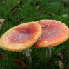 Fungus found in the grounds of Newstead Abbey, Nottinghamshire