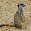 Africa Alive - African Animal Adventure Park, Kessingland, Suffolk