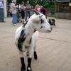 Africa Alive - African Animal Adventure Park, Kessingland, Suffolk