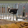 Africa Alive - African Animal Adventure Park, Kessingland, Suffolk