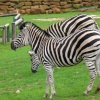 Africa Alive - African Animal Adventure Park, Kessingland, Suffolk