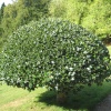 Holly tree at Tyntesfield, Wraxall, Somerset