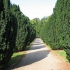 Cedar lined footpath at Tyntesfield, Wraxall, Somerset