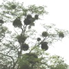 Mistletoe at Tyntesfield, Wraxall, Somerset