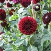 Beautiful Flowers in walled garden, Wraxall, Somerset
