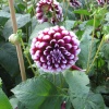 Beautiful Flowers in walled garden at Tyntesfield, Wraxall, Somerset