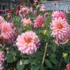 Beautiful Flowers in walled garden at Tyntesfield, Wraxall, Somerset
