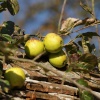 Apples on the wall of Chilton House, Chilton, Buckinghamshire