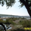 Abbotsbury Swannery, Abbotsbury, Dorset