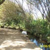 Abbotsbury Swannery, Abbotsbury, Dorset
