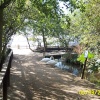 Abbotsbury Swannery, Abbotsbury, Dorset