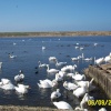 Abbotsbury Swannery, Abbotsbury, Dorset