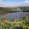 Abbotsbury Swannery, Abbotsbury, Dorset