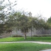 The Glastonbury Thorn, Glastonbury Abbey, Somerset