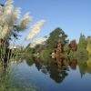 Pampas by the Lake at Sheffield Park, Uckfield, East Sussex
