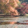 Shades of Autumn at Sheffield Park, Uckfield, East Sussex