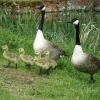 Family Outing