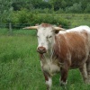 English Longhorn at Wanlip Meadows, Leicestershire