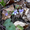 Violets in Sprotbrough Flash woods, South Yorkshire
