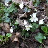 White violets in Sprotbrough Flash woods, South Yorkshire