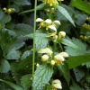 Yellow Archangel at Sprotbrough Flash, South Yorkshire