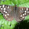 Speckled Wood butterfly at Sprotbrough Flash, South Yorkshire