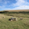 Trevarrian Countryside, Cornwall