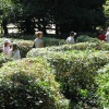 The Hedge Maze at Newquay Zoo, Cornwall