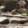 Newquay Zoo, Cornwall