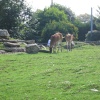 Newquay Zoo, Cornwall