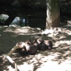 Otters at Newquay Zoo, Cornwall