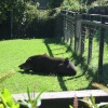 Newquay Zoo, Cornwall