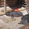 Vietnamese Pot-Bellied Pigs. Newquay Zoo, Cornwall