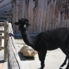 Newquay Zoo, Cornwall