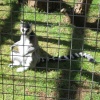 Newquay Zoo, Cornwall