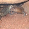 Newquay Zoo, Cornwall