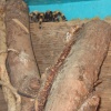 Tarantula at Newquay Zoo, Cornwall