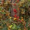 Berries, near Offa's ditch, Middleton Stoney, Oxon.