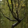 Spooky birch tree, near Offa's ditch, Middleton Stoney, Oxfordshire