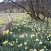 Farndale wild Daffodils, Kirkbymoorside, North Yorkshire