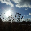 Cossington Meadows, Leicestershire