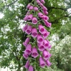 Found in the woodland grounds of Hunstrete House Hotel, Somerset