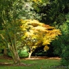Autumn at Westonbirt Arboretum, Gloucestershire