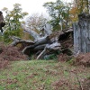 Autumn in the New Forest, Hampshire