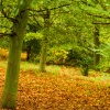 At Anglesey Abbey in Autum 2007