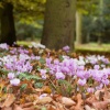 At Anglesey Abbey in Autum 2007