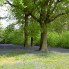 Bluebells at Hole Park Garden, Rolvenden. Kent