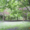 Silverdale Glen, Ballasalla
