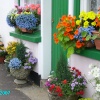 Wonderful flower display, Sticklepath, Devon