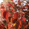 Autumn leaves, Steeple Claydon, Buckinghamshire
